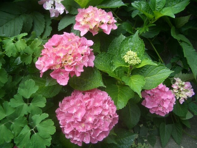 DVシェルター、需要はあるけれど・・・・ 日本家族再生センター