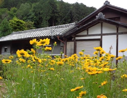 Garden and the building