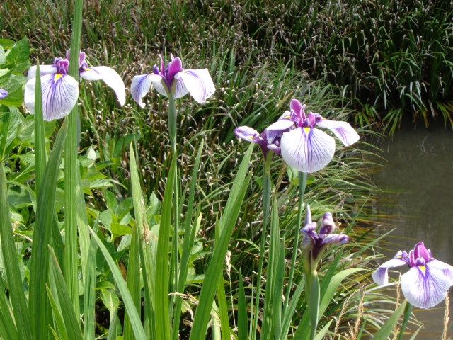 Garden pond and Iris