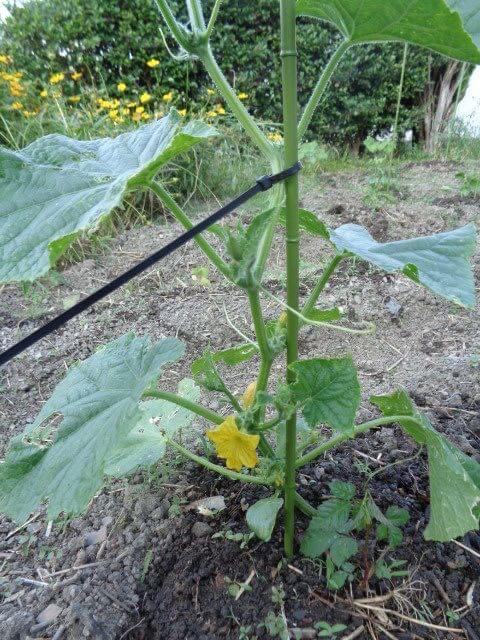 Crop field (cucumbers)